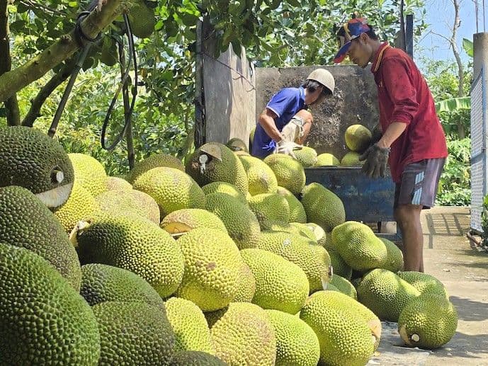 เวียดนามเร่งยกระดับห่วงโซ่มูลค่าผลไม้ ขยายพื้นที่ปลูกทุเรียน–ขนุน รองรับอุปสงค์ตลาดจีน